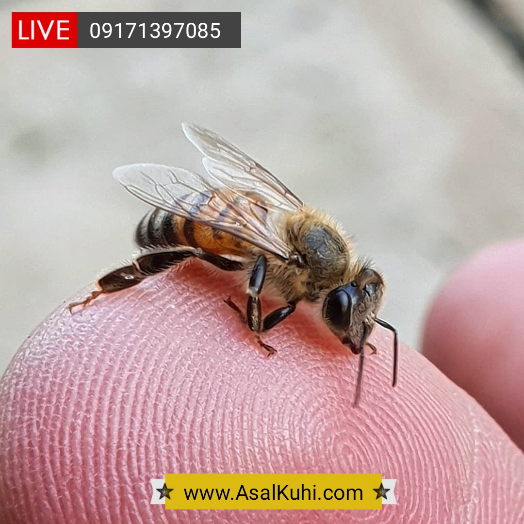 زنبور عسل ایتالیایی